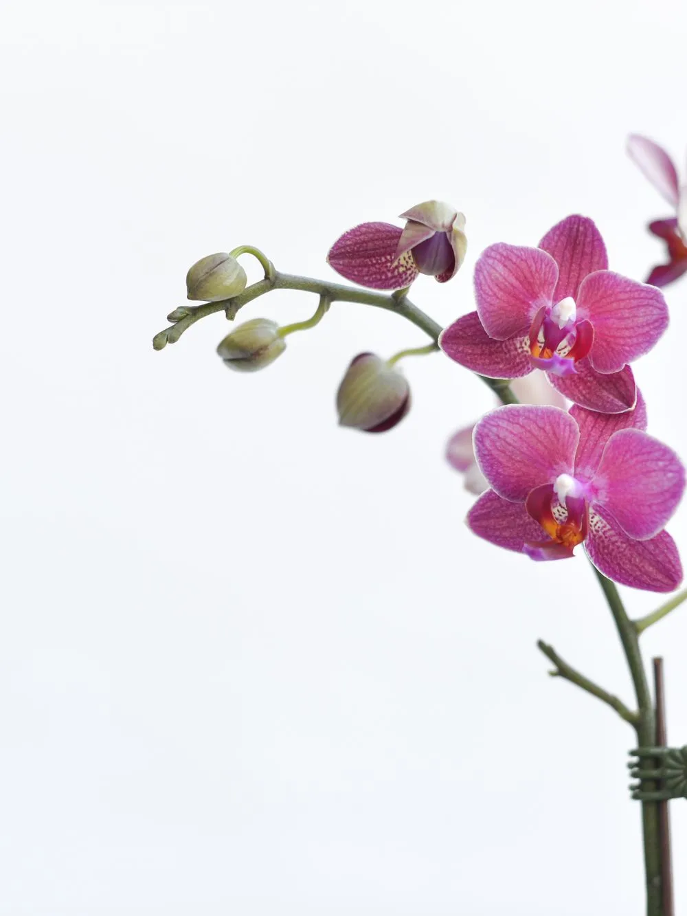 Mor Phalaenopsis Orkide